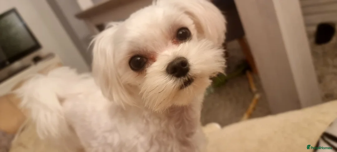 Maltese dogs for sale: Luna and Leo - Advert 1