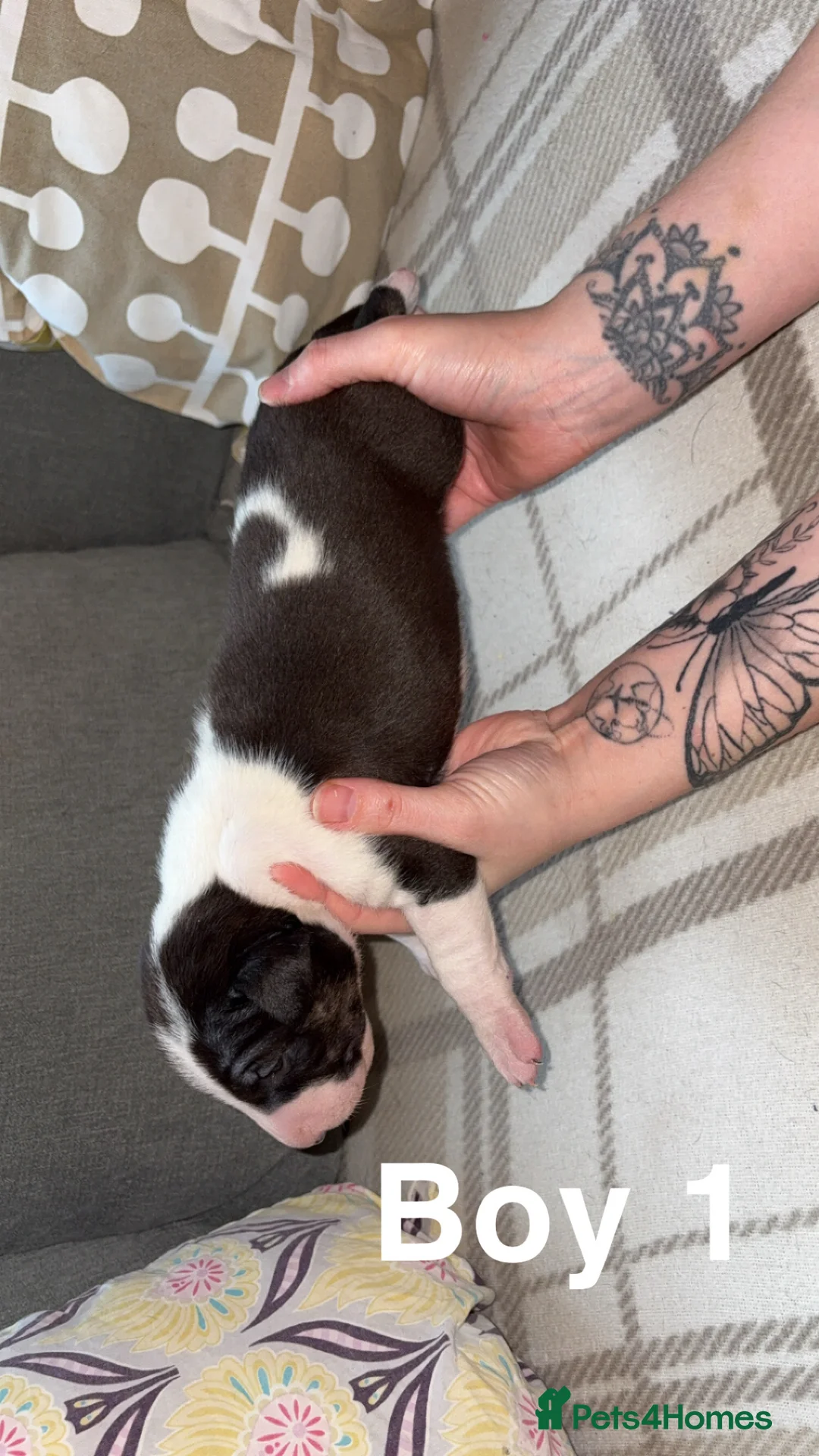 English Bull Terrier dogs for sale: KC registered English Bull Terrier Puppies - Advert 7