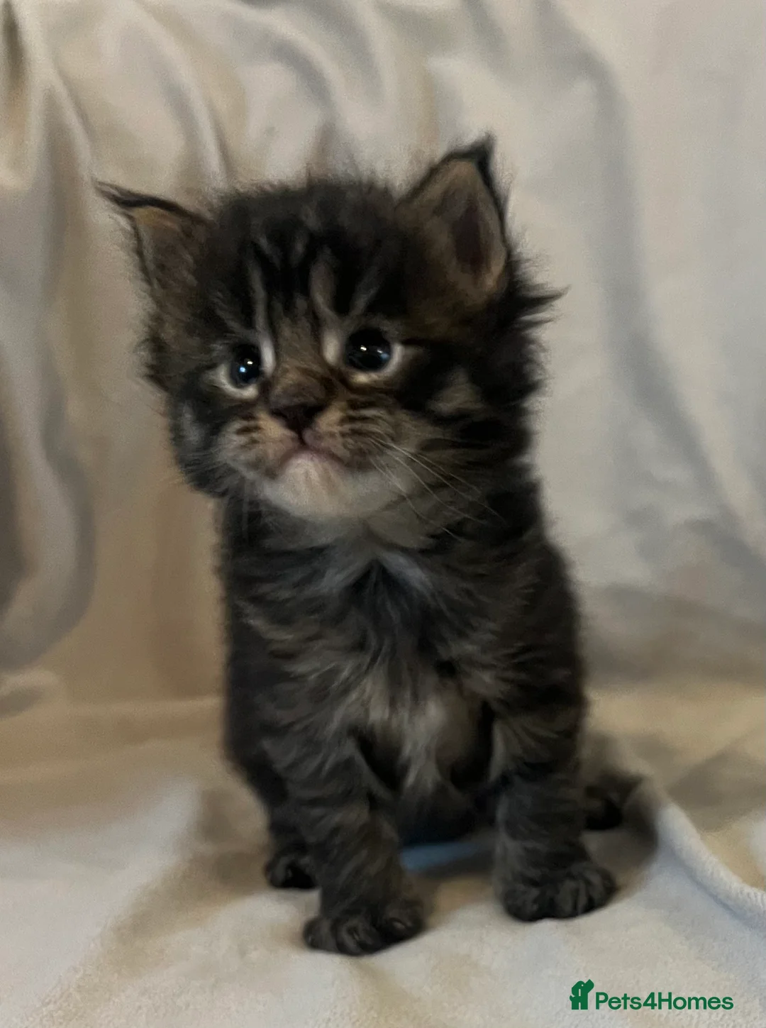 Maine Coon cats for sale: Beautiful and healthy litter of Maine coon kittens - Advert 28