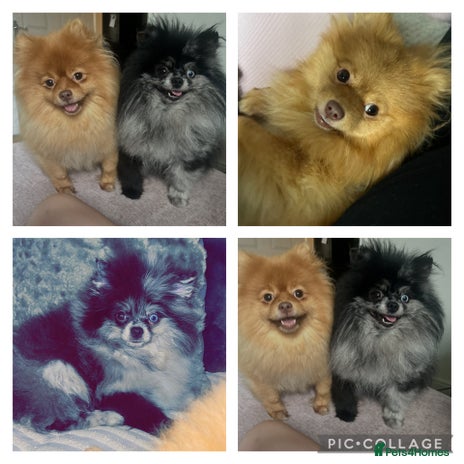 Pomeranian dogs - Advert 1