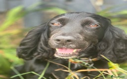 Cocker Spaniel dogs for sale: Stunning cocker spaniel puppy’s  - Image 2