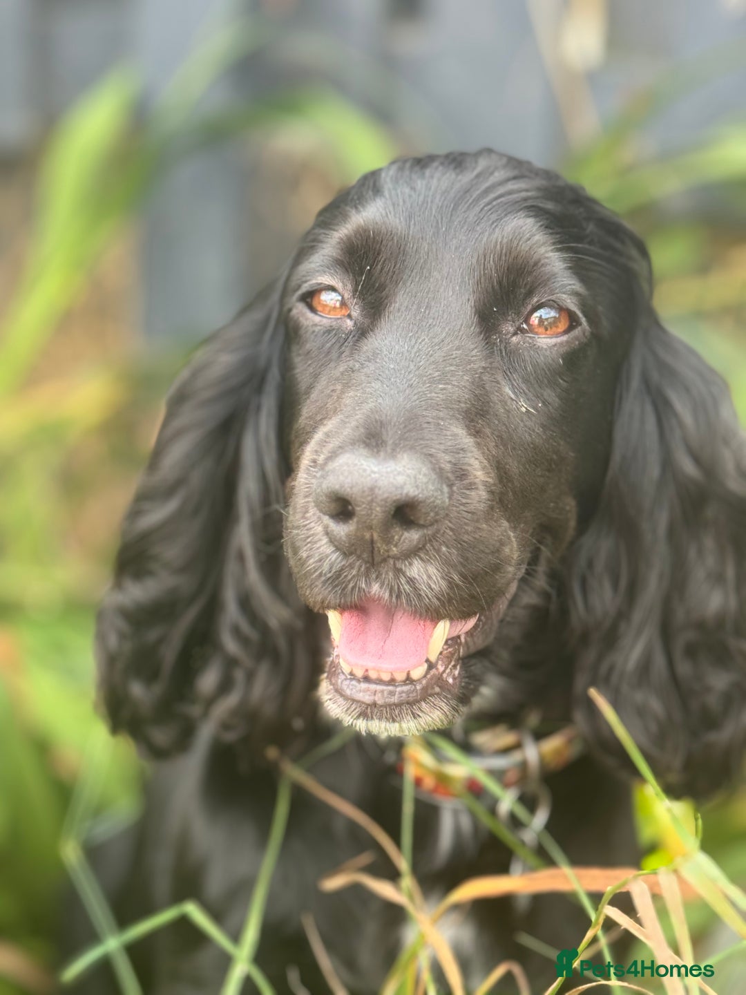 Cocker Spaniel dogs for sale: Stunning cocker spaniel puppy’s  - Image 2