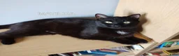 Mixed Breed cats for adoption: MATILDA - Advert 1