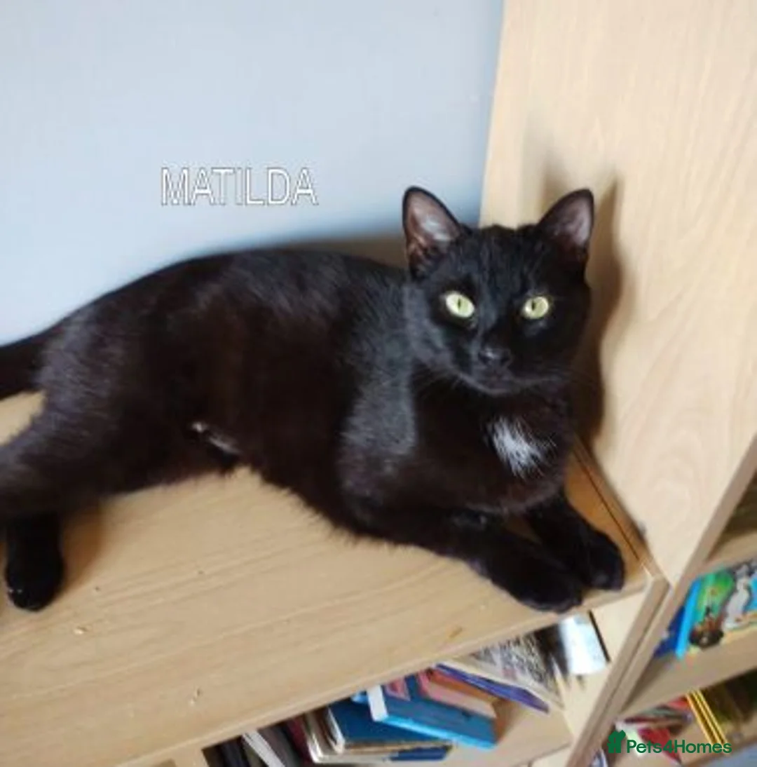 Mixed Breed cats for adoption: MATILDA - Advert 1