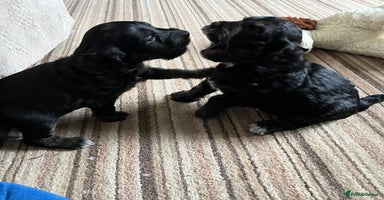 Cockapoo dogs - Advert 1