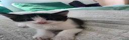 Mixed Breed cats for sale: 5 kittens looking for loving family  - Advert 4