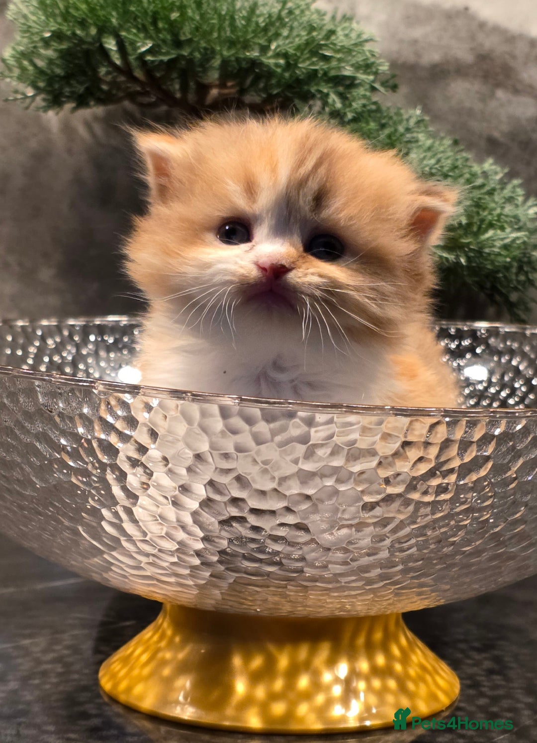 Scottish Fold cats for sale: KITTEN IS RE-ADERTISED DUE TO CANCELLATION - Advert 9