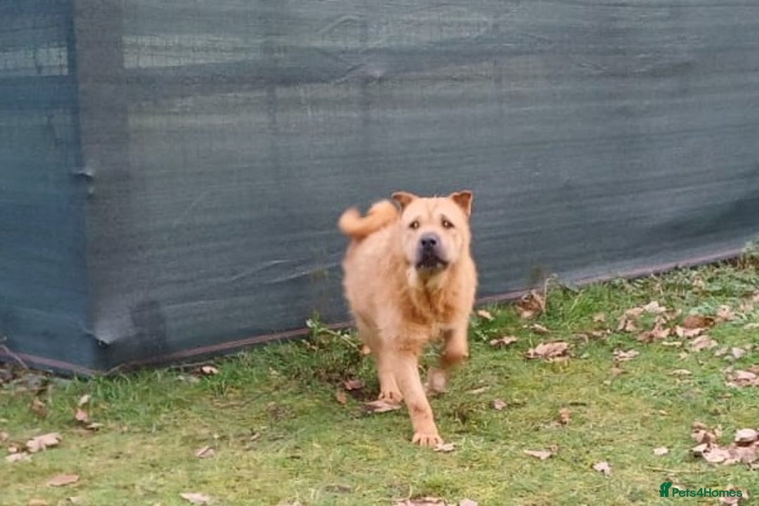 Mixed Breed dogs for adoption: 🐾 Meet IZZY 🐾 💛 A loyal heart & love to give 💛 - Advert 32