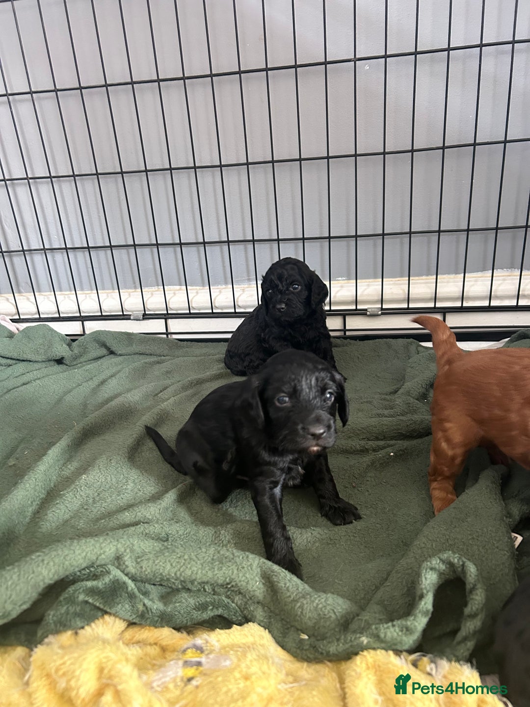 Mixed Breed dogs for sale: Cavalier-poo  - Image 3