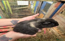 Guinea Pig rodents for sale: Guinea pigs  - Image 20