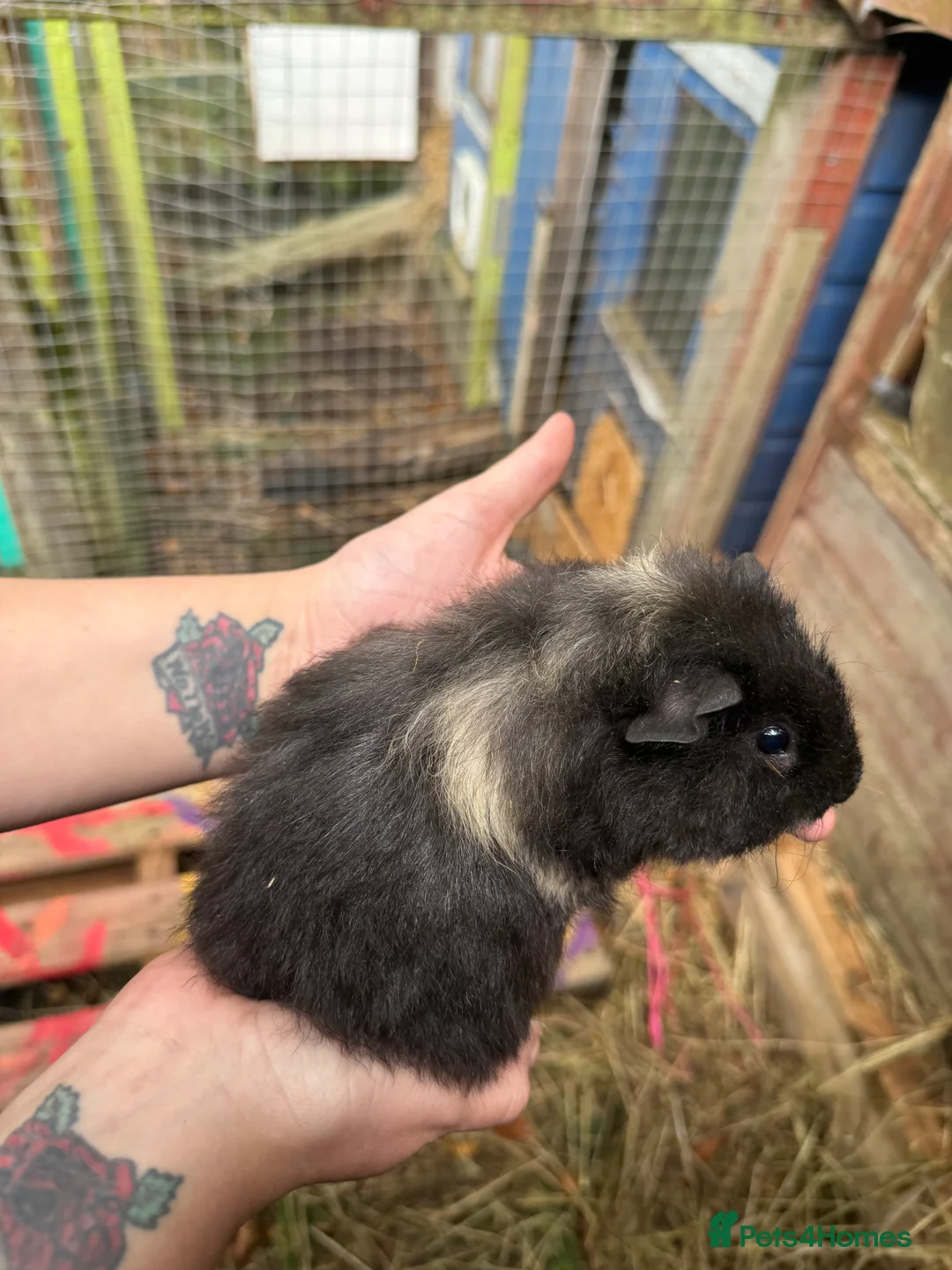 Guinea Pig rodents for sale: Guinea pigs  - Advert 20