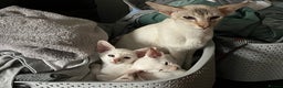 Siamese cats for sale: Siamese kittens gccf registered  - Advert 2