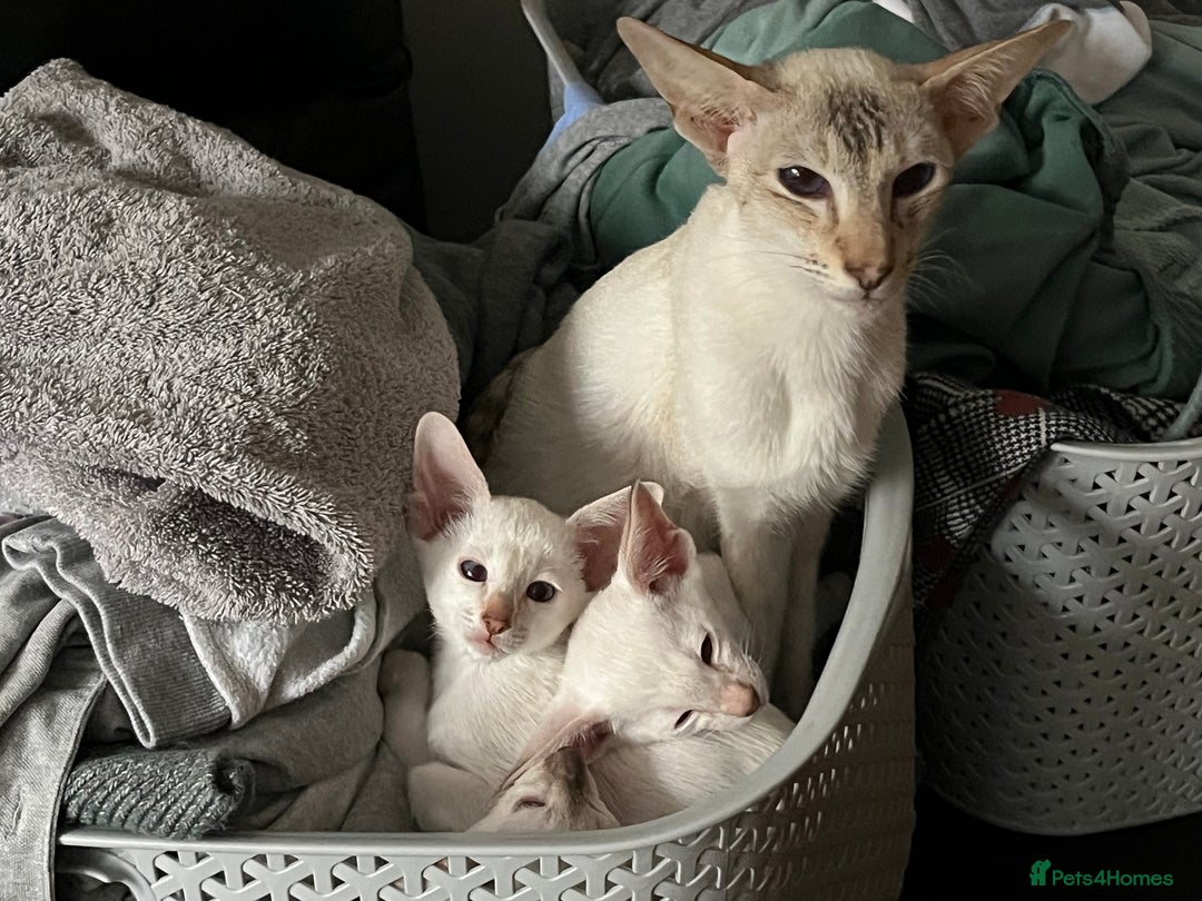 Siamese cats for sale: Siamese kittens gccf registered  - Advert 2