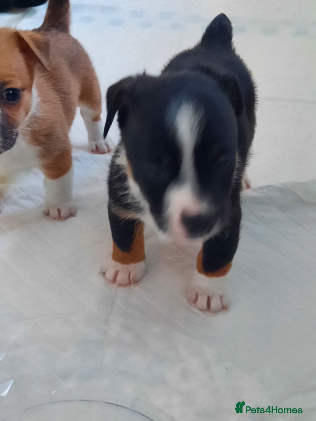Jack Russell dogs for sale: Mini jack russells  - Image 21