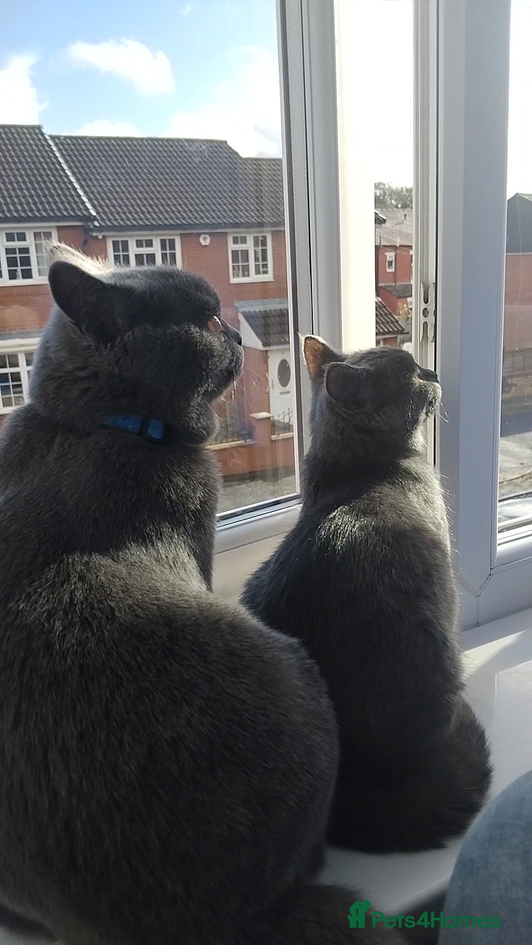 British Shorthair cats for stud: British Shorthair Stud  - Advert 5