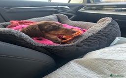 Miniature Dachshund dogs for sale:  Long-Haired Miniature Dachshund Puppy  - Image 2