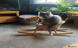 Persian cats for sale: Brother and sister around 18 months old - Image 7