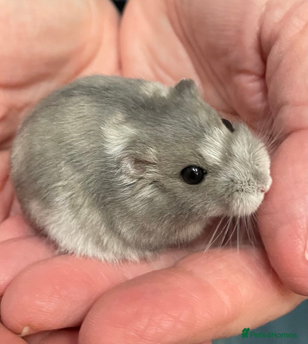 Hamster rodents for sale: Baby Winter White Russian hamsters from show stock - Image 18