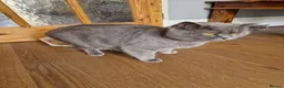 British Shorthair cats for sale: British shorthair blue BSH kittens - Advert 35