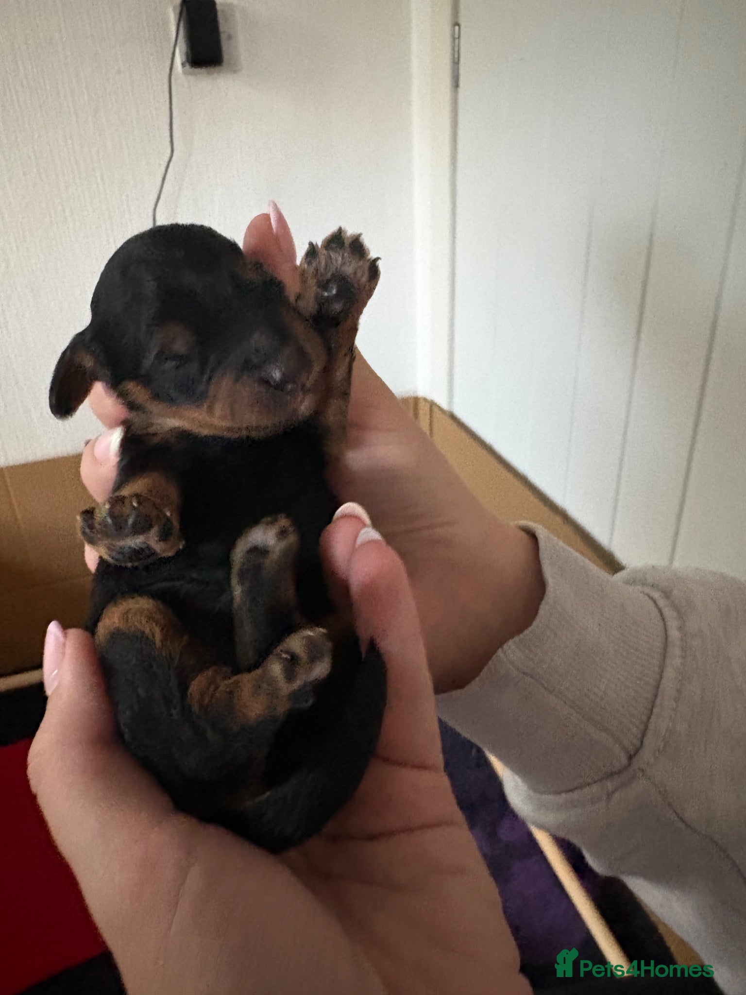 Cavapoo dogs LAST GIRL AVAILABLE- F1b Cavapoo puppies  - Advert 3