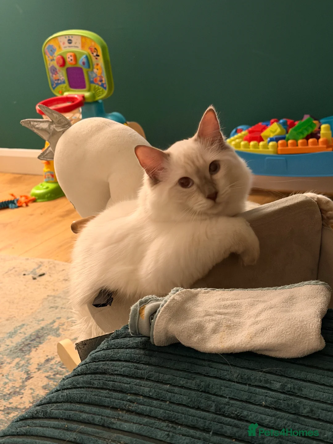 Ragdoll cats for stud: Stunning gentle lilac point Gccf reg ragdoll  - Advert 1