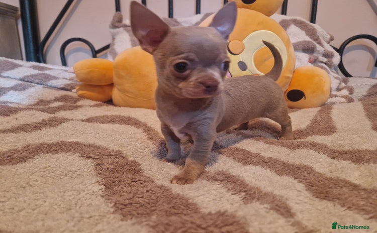 Chihuahua dogs - Advert 3