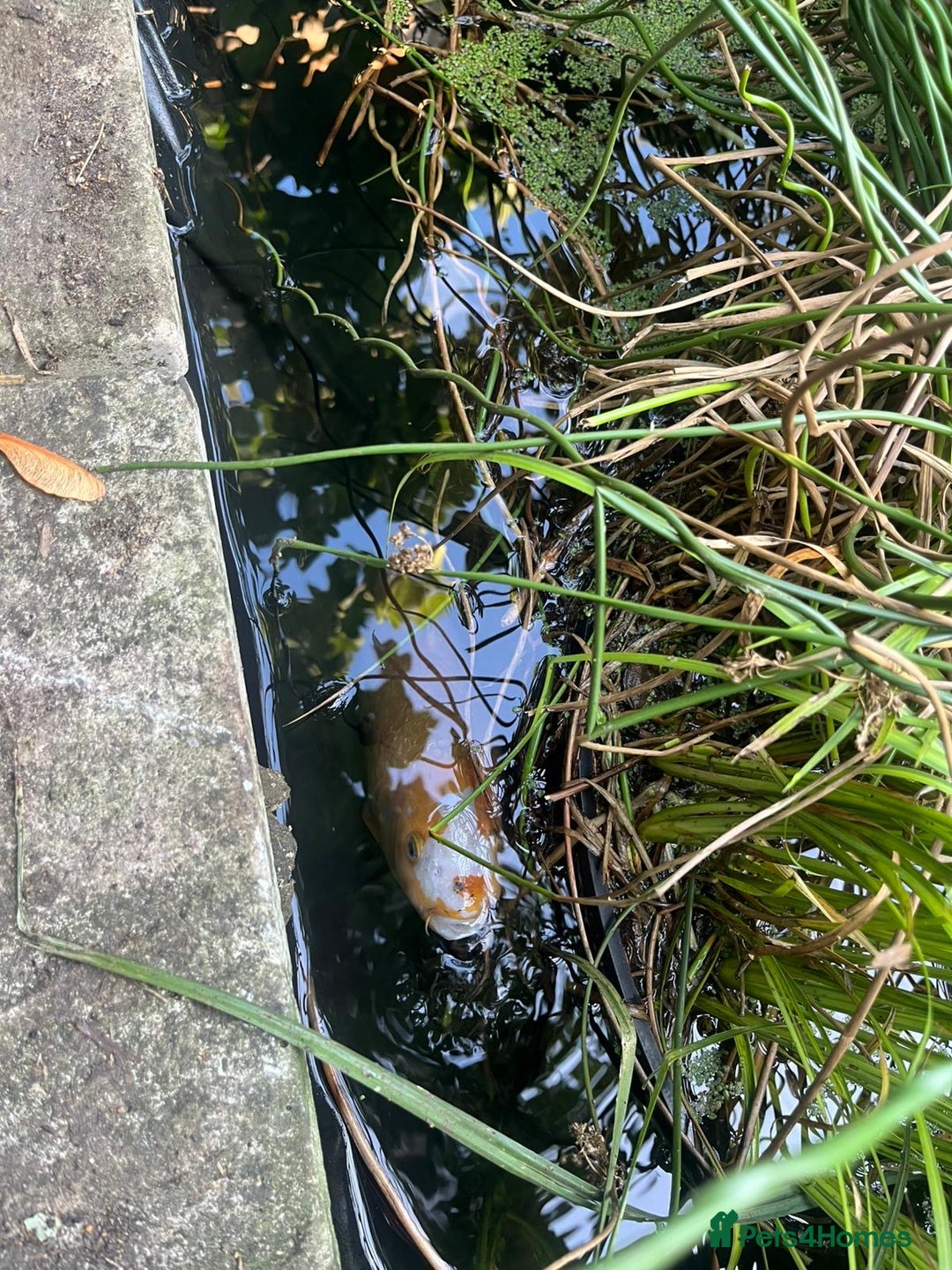 Koi Carp fish for sale: 3 Koi fish for sale - Image 28