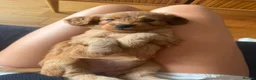 Cavapoo dogs for sale: Cavapoo Puppies available from 15th August - Advert 6