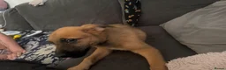 Mixed Breed dogs for sale: German Shepherd cross lurcher puppies  - Advert 3