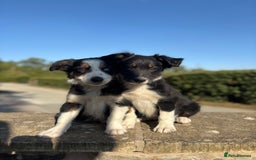Border Collie dogs for sale: Tri coloured collie pups - Image 2