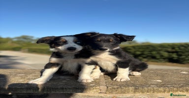 Border Collie dogs - Advert 8