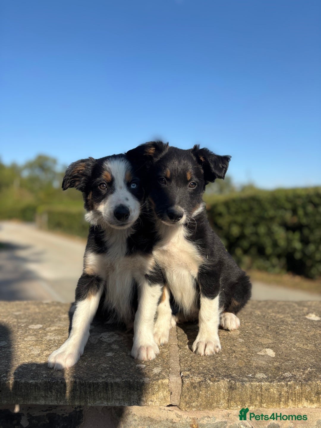 Border Collie dogs for sale: Tri coloured collie pups - Image 2
