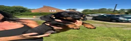 Miniature Dachshund dogs for sale: 2 Black and Tan miniature dachshunds 🐶 - Advert 2