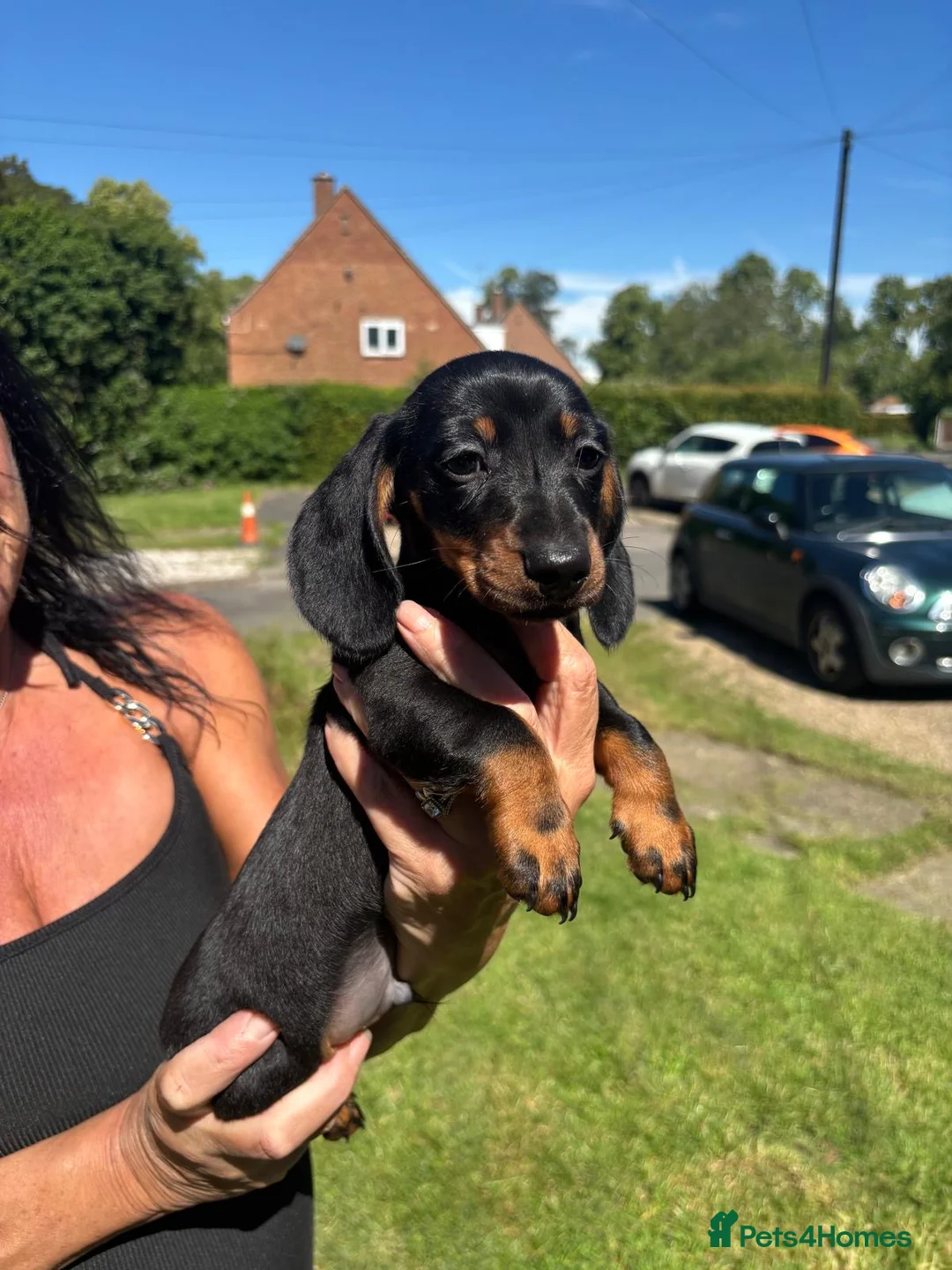 Miniature Dachshund dogs for sale: 2 Black and Tan miniature dachshunds 🐶 - Advert 2