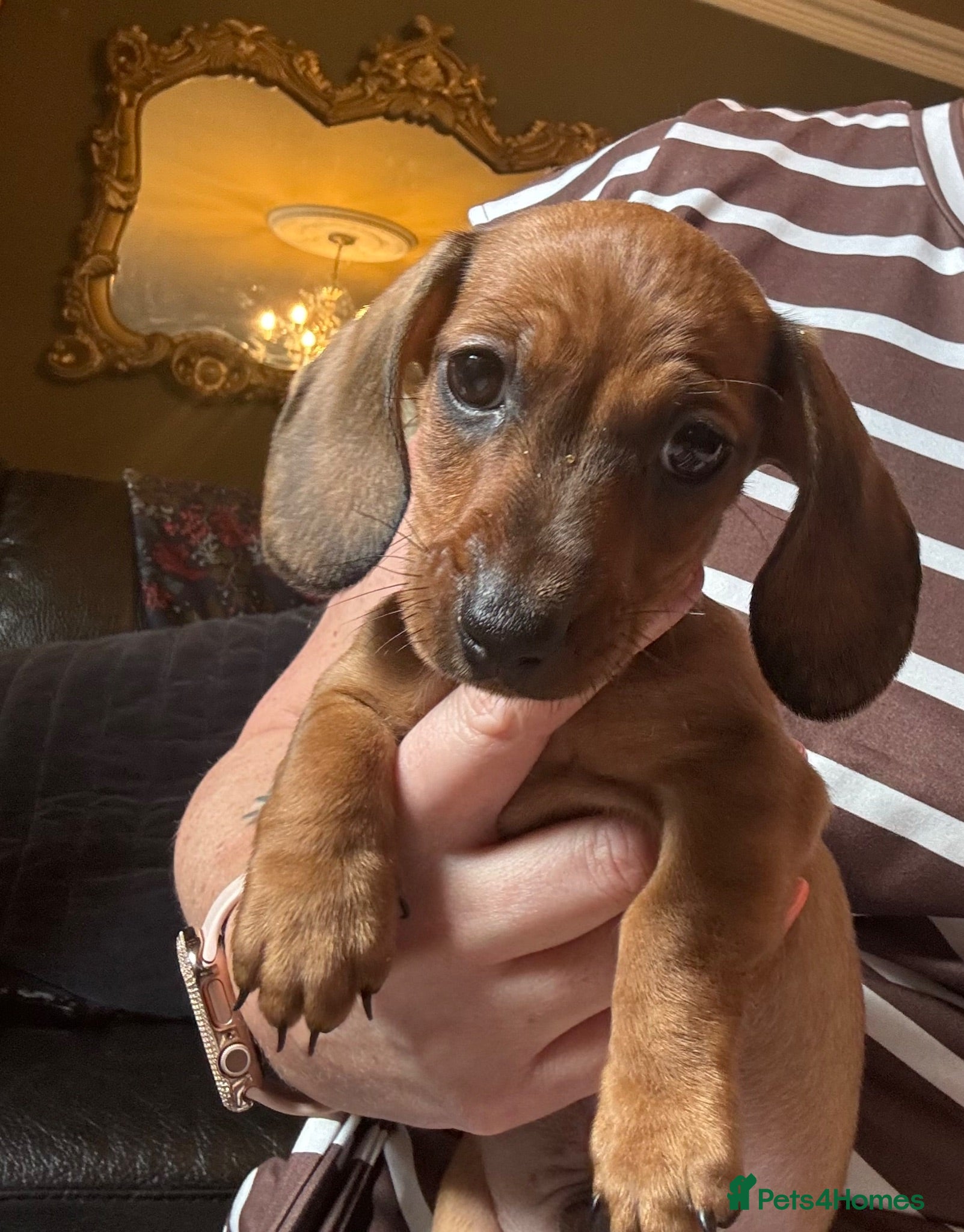 Miniature Dachshund dogs Miniature Dachshunds  - Advert 3