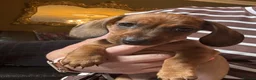 Miniature Dachshund dogs for sale: Miniature Dachshunds  - Advert 1