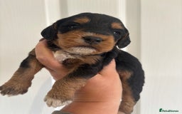Mixed Breed dogs for sale: Beagle x poodle puppies  - Image 10