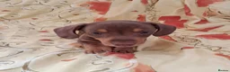 Dachshund dogs for sale: Dachshund puppies ready for new home  - Advert 12