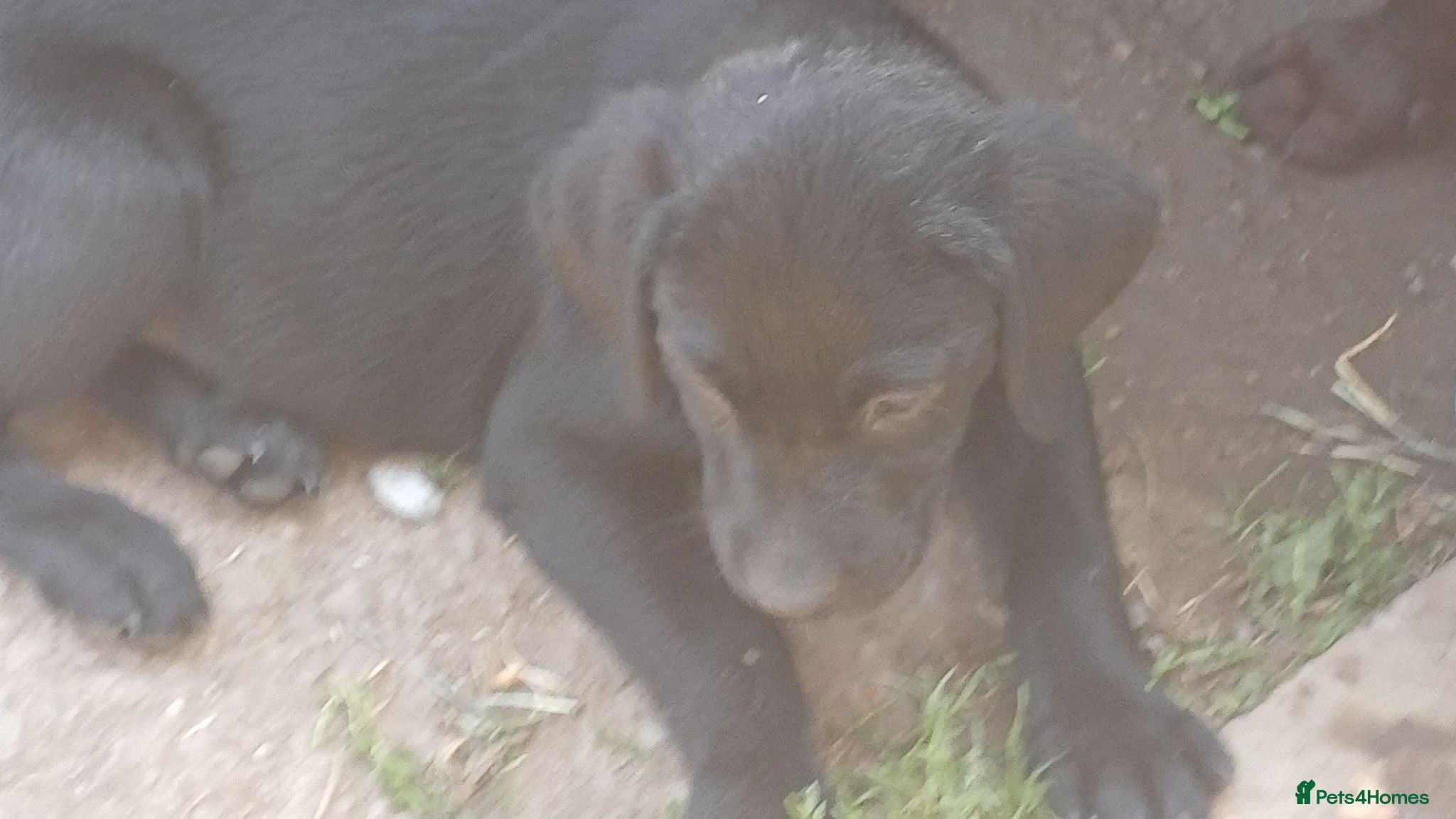 Labrador Retriever dogs KC REGISTERED BLACK LABRADOR PUPS FOR SALE - Advert 2
