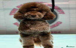 Cockapoo dogs for sale: toy cockapoo pups - Image 12