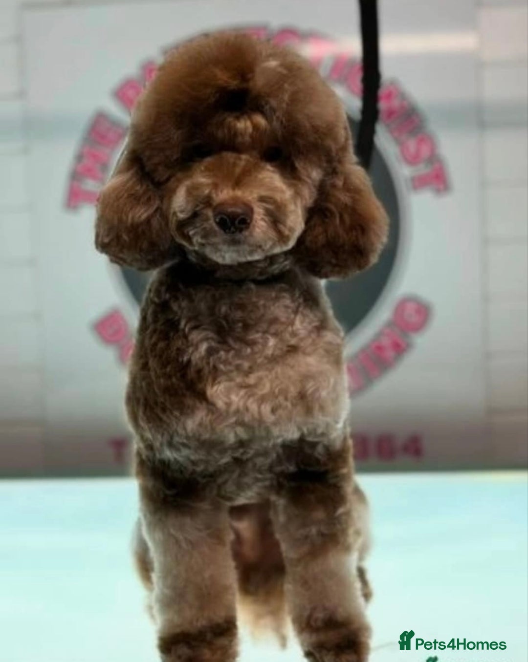 Cockapoo dogs for sale: toy cockapoo pups - Image 12