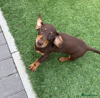 Miniature Dachshund dogs - Advert 1