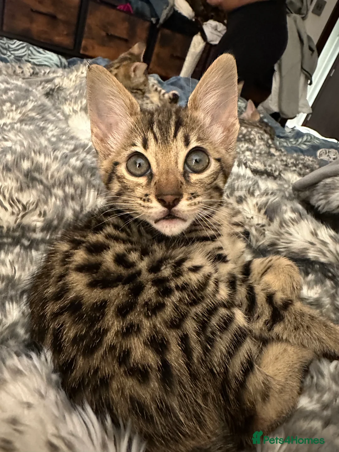 Bengal cats for sale: Sepia Bengal X Savannah kittens Extremely rare  - Advert 28