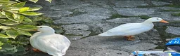 Ducks poultry for sale: White Call Duck Pair of Duck and Drake - Advert 2