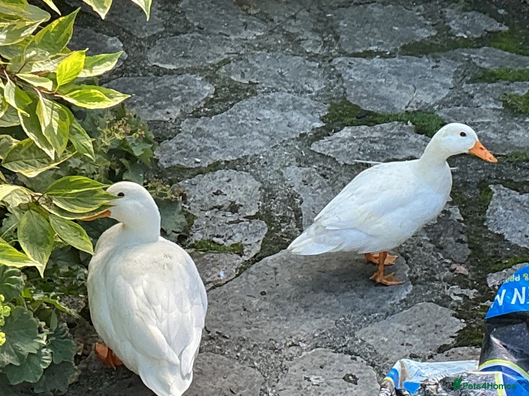 Ducks poultry for sale: White Call Duck Pair of Duck and Drake - Advert 2
