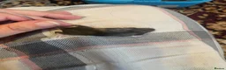 Mouse rodents for sale: Baby Mice  in Winsford - Advert 6