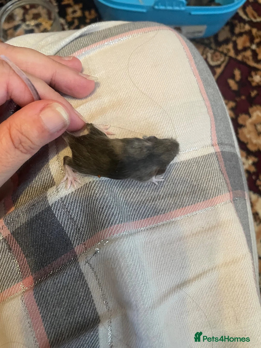 Mouse rodents for sale: Baby Mice  in Winsford - Advert 6