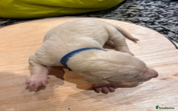 Mixed Breed dogs for sale: Weimaraner x vizsla x GSP only Black left  - Image 14