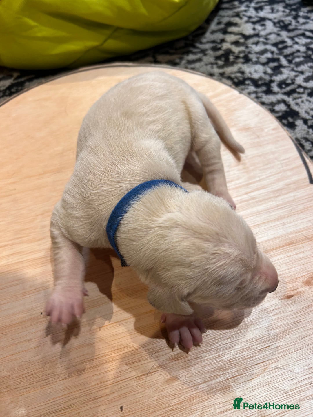 Mixed Breed dogs for sale: Weimaraner x vizsla x GSP only Black left  - Image 14