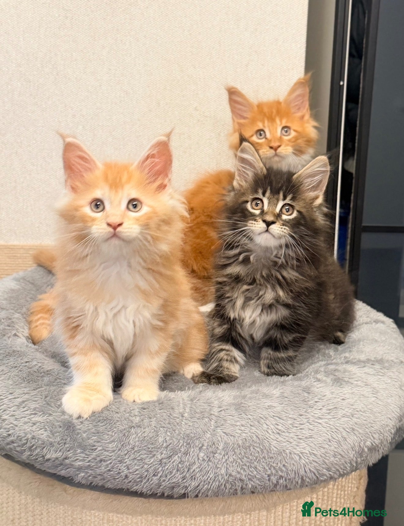 Maine Coon cats 2 BOYS FULL MAINE COON KITTENS LOOKING FOR HOME - Advert 10